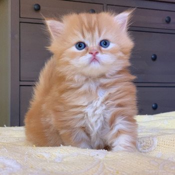 chaton Scottish Straight Madara Chatterie Nekobaa chaton Scottish Straight Madara Chatterie Nekobaa