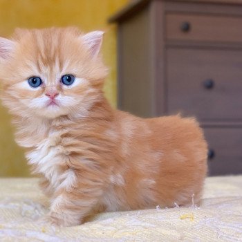 chaton Scottish Straight Madara Chatterie Nekobaa chaton Scottish Straight Madara Chatterie Nekobaa