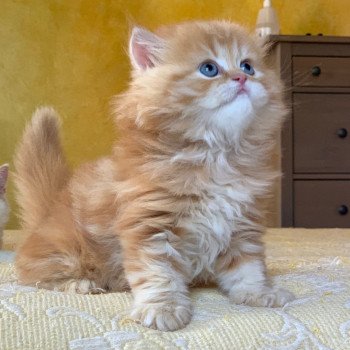 chaton Highland Straight Madara Chatterie Nekobaa chaton Highland Straight Madara Chatterie Nekobaa