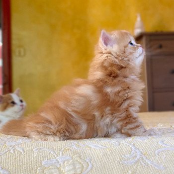 chaton Highland Straight Madara Chatterie Nekobaa chaton Highland Straight Madara Chatterie Nekobaa