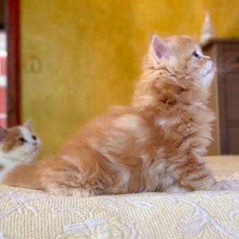 chaton Highland Straight Madara Chatterie Nekobaa chaton Highland Straight Madara Chatterie Nekobaa