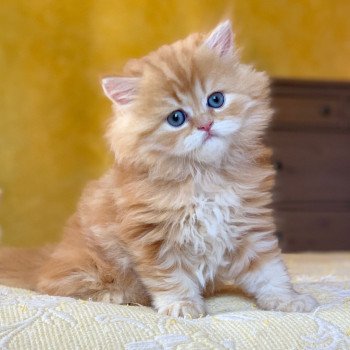 chaton Highland Straight Madara Chatterie Nekobaa chaton Highland Straight Madara Chatterie Nekobaa