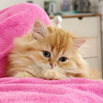 chaton Highland Straight Madara Chatterie Nekobaa chaton Highland Straight Madara Chatterie Nekobaa