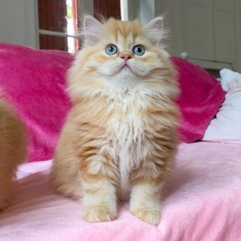 chaton Highland Straight Madara Chatterie Nekobaa chaton Highland Straight Madara Chatterie Nekobaa