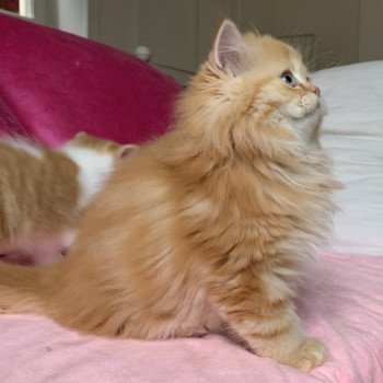 chaton Highland Straight Madara Chatterie Nekobaa chaton Highland Straight Madara Chatterie Nekobaa