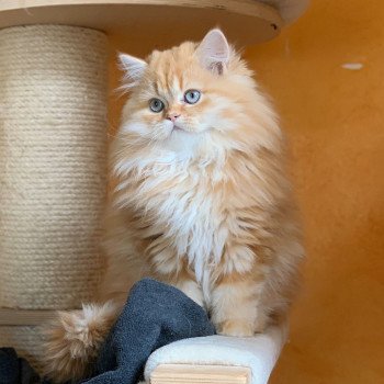 chaton Highland Straight red blotched tabby Madara Chatterie Nekobaa chaton Highland Straight red blotched tabby Madara Chatterie Nekobaa