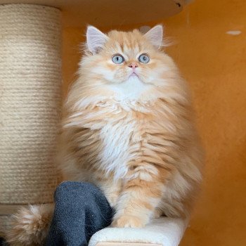 chaton Highland Straight red blotched tabby Madara Chatterie Nekobaa chaton Highland Straight red blotched tabby Madara Chatterie Nekobaa