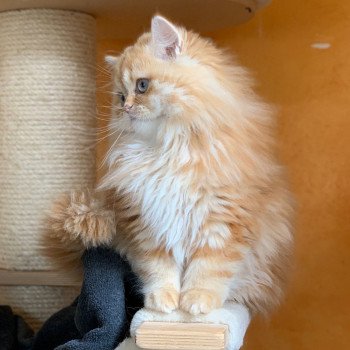 chaton Highland Straight red blotched tabby Madara Chatterie Nekobaa chaton Highland Straight red blotched tabby Madara Chatterie Nekobaa