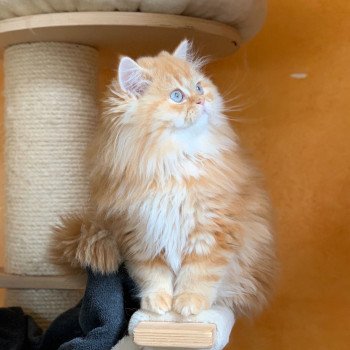 chaton Highland Straight red blotched tabby Madara Chatterie Nekobaa chaton Highland Straight red blotched tabby Madara Chatterie Nekobaa