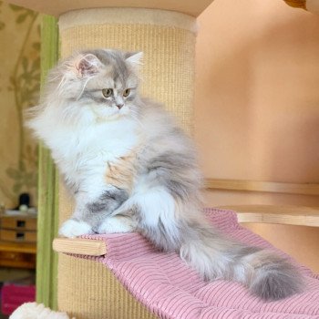 chaton Highland Straight blue tortie blotched tabby & blanc Maru Chatterie Nekobaa chaton Highland Straight blue tortie blotched tabby & blanc Maru Chatterie Nekobaa
