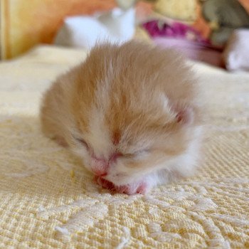 chaton Scottish Straight Nagato Chatterie Nekobaa chaton Scottish Straight Nagato Chatterie Nekobaa