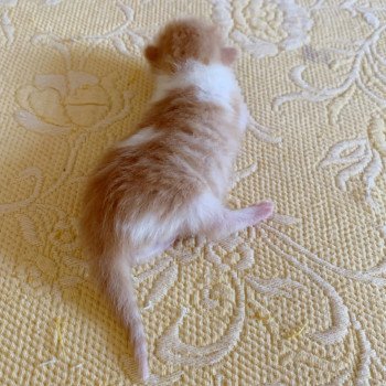 chaton Scottish Straight Nagato Chatterie Nekobaa chaton Scottish Straight Nagato Chatterie Nekobaa