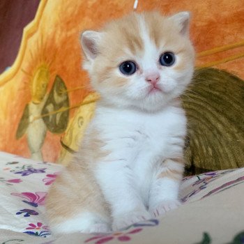 chaton Scottish Straight Nagato Chatterie Nekobaa chaton Scottish Straight Nagato Chatterie Nekobaa
