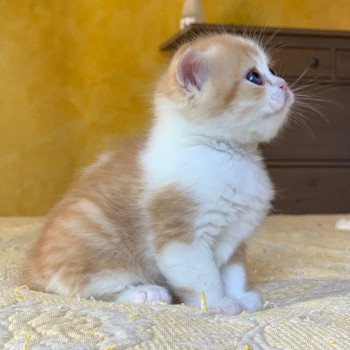 chaton Scottish Straight Nagato Chatterie Nekobaa chaton Scottish Straight Nagato Chatterie Nekobaa