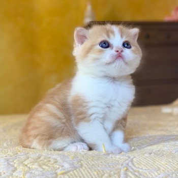 chaton Scottish Straight Nagato Chatterie Nekobaa chaton Scottish Straight Nagato Chatterie Nekobaa