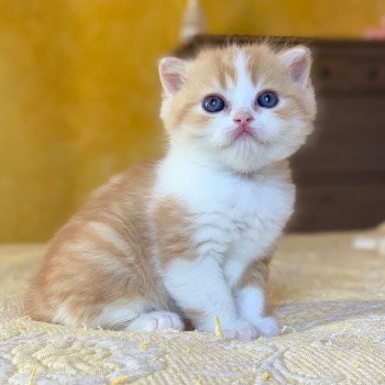 chaton Scottish Straight Nagato Chatterie Nekobaa chaton Scottish Straight Nagato Chatterie Nekobaa