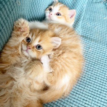 chaton Scottish Straight Nagato Chatterie Nekobaa chaton Scottish Straight Nagato Chatterie Nekobaa