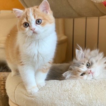 chaton Scottish Straight red tabby & blanc Nagato Chatterie Nekobaa chaton Scottish Straight red tabby & blanc Nagato Chatterie Nekobaa