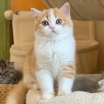 chaton Scottish Straight red tabby & blanc Nagato Chatterie Nekobaa chaton Scottish Straight red tabby & blanc Nagato Chatterie Nekobaa
