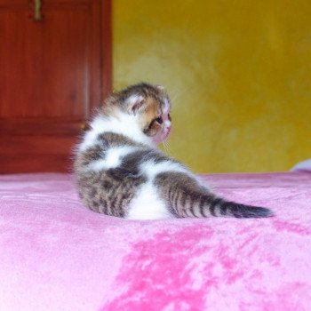 Cat Scottish Straight Buntaro Chatterie Nekobaa