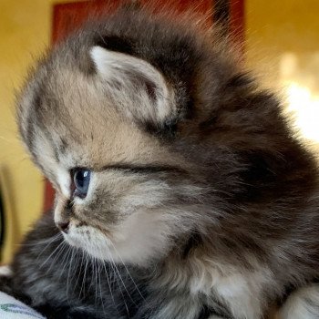 chaton Highland Straight Nobuo Chatterie Nekobaa
