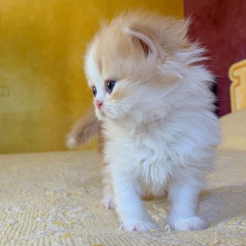 chaton Highland Straight Nueno Chatterie Nekobaa