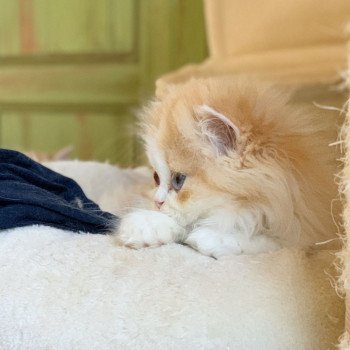 chaton Highland Straight red blotched tabby & blanc Nueno Chatterie Nekobaa Highland Straight red blotched tabby bicolor