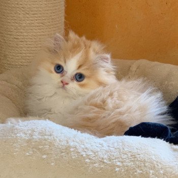chaton Highland Straight red blotched tabby & blanc Nueno Chatterie Nekobaa Highland Straight red blotched tabby bicolor