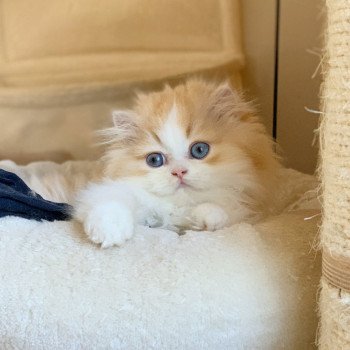 chaton Highland Straight red blotched tabby & blanc Nueno Chatterie Nekobaa Highland Straight red blotched tabby bicolor