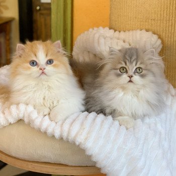 chaton Highland Straight red blotched tabby & blanc Nueno Chatterie Nekobaa