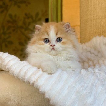 chaton Highland Straight red blotched tabby & blanc Nueno Chatterie Nekobaa Highland Straight red blotched tabby bicolor
