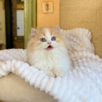 chaton Highland Straight red blotched tabby & blanc Nueno Chatterie Nekobaa Highland Straight red blotched tabby bicolor
