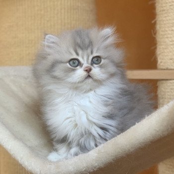 chaton Highland Straight blue & blanc Nagisa Chatterie Nekobaa Highland Straight blue bicolor