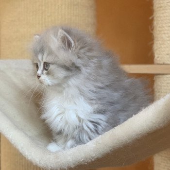 chaton Highland Straight blue & blanc Nagisa Chatterie Nekobaa Highland Straight blue bicolor