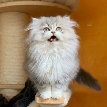 chaton Highland Straight blue & blanc Nagisa Chatterie Nekobaa Highland Straight blue bicolor