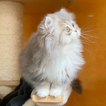 chaton Highland Straight blue & blanc Nagisa Chatterie Nekobaa Highland Straight blue bicolor