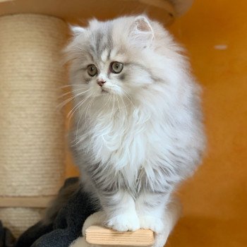 chaton Highland Straight blue & blanc Nagisa Chatterie Nekobaa Highland Straight blue bicolor