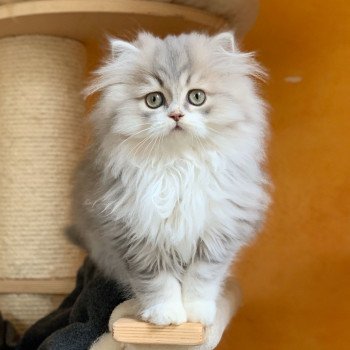 chaton Highland Straight blue & blanc Nagisa Chatterie Nekobaa Highland Straight blue bicolor