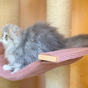 chaton Highland Straight blue & blanc Nagisa Chatterie Nekobaa Highland Straight blue bicolor