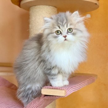 chaton Highland Straight blue & blanc Nagisa Chatterie Nekobaa Highland Straight blue bicolor