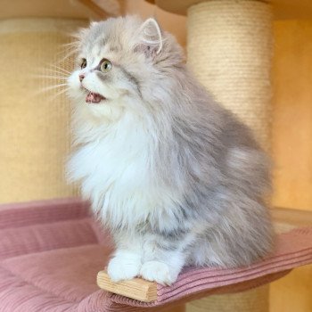 chaton Highland Straight blue & blanc Nagisa Chatterie Nekobaa Highland Straight blue bicolor