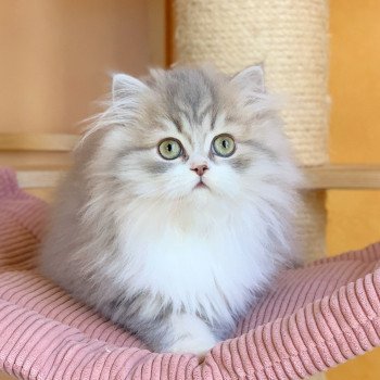 chaton Highland Straight blue & blanc Nagisa Chatterie Nekobaa Highland Straight blue bicolor