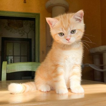 chaton Scottish Straight red golden blotched tabby Pichu Chatterie Nekobaa