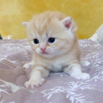 chaton Scottish Straight red golden blotched tabby Pichu Chatterie Nekobaa