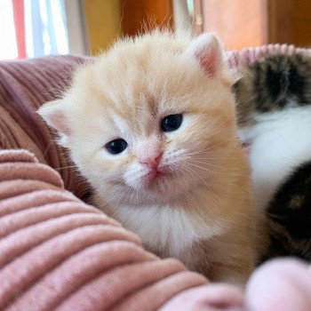 chaton Scottish Straight red golden blotched tabby Pichu Chatterie Nekobaa