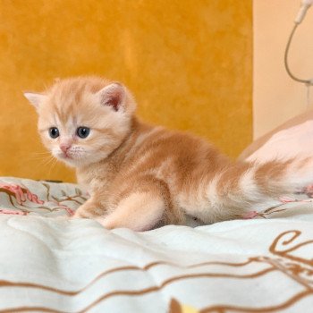 chaton Scottish Straight red golden blotched tabby Pichu Chatterie Nekobaa