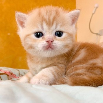 chaton Scottish Straight red golden blotched tabby Pichu Chatterie Nekobaa