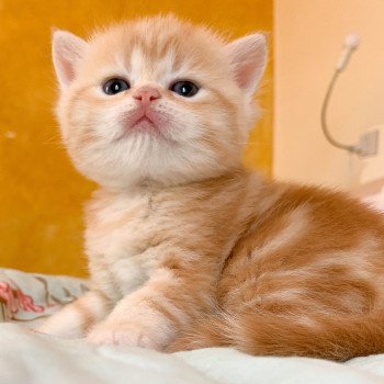 chaton Scottish Straight red golden blotched tabby Pichu Chatterie Nekobaa