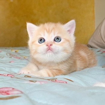 chaton Scottish Straight red golden blotched tabby Pichu Chatterie Nekobaa