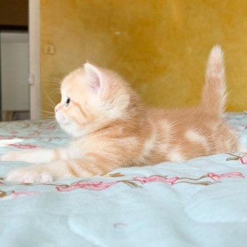 chaton Scottish Straight red golden blotched tabby Pichu Chatterie Nekobaa